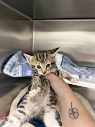 Shelter Stray Female Cat last seen Near Carswell St, 21218, MD, 2490 Giles Rd, Baltimore, MD 21225, USA