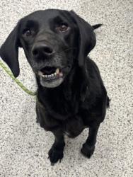 Shelter Stray Male Dog last seen Near Sawtell Ave/ Jonesboro Rd, Atlanta, GA, 1251 Fulton Industrial Blvd NW, Atlanta, GA 30336, USA