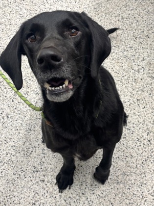Shelter Stray Male Dog last seen Near Sawtell Ave/ Jonesboro Rd, Atlanta, GA, 1251 Fulton Industrial Blvd NW, Atlanta, GA 30336, USA