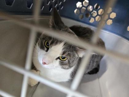 Shelter Stray Male Cat last seen Near E Palm Valley Blvd, City of Round Rock, TX, 1855 SE Inner Loop, Georgetown, TX 78626, USA