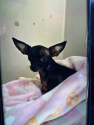 Shelter Stray Female Dog last seen Near RALPH D ABERNATHY BLVD SW/W WHITEHALL ST SW, Atlanta, GA, 1251 Fulton Industrial Blvd NW, Atlanta, GA 30336, USA