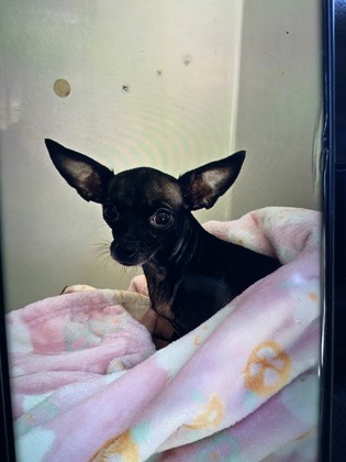 Shelter Stray Female Dog last seen Near RALPH D ABERNATHY BLVD SW/W WHITEHALL ST SW, Atlanta, GA, 1251 Fulton Industrial Blvd NW, Atlanta, GA 30336, USA