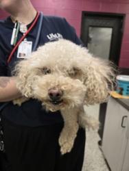 Shelter Stray Male Dog last seen Near Donald Lee Hollowell Pkwy, Atlanta, GA, 1251 Fulton Industrial Blvd NW, Atlanta, GA 30336, USA