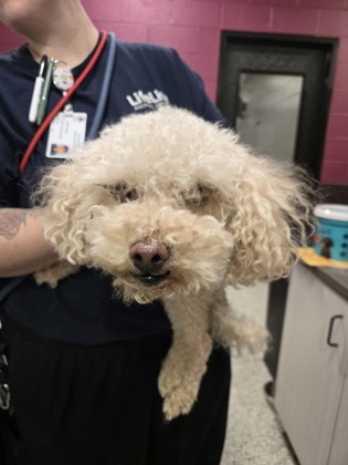 Shelter Stray Male Dog last seen Near Donald Lee Hollowell Pkwy, Atlanta, GA, 1251 Fulton Industrial Blvd NW, Atlanta, GA 30336, USA