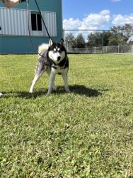 Shelter Stray Male Dog last seen Starbucks by I95, IRC AC, FL, 6230 77th St, Vero Beach, FL 32967, USA