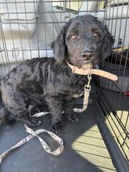 Shelter Stray Unknown Dog last seen Near Wooten Rd, Roswell, GA, 1251 Fulton Industrial Blvd NW, Atlanta, GA 30336, USA