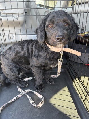 Shelter Stray Unknown Dog last seen Near Wooten Rd, Roswell, GA, 1251 Fulton Industrial Blvd NW, Atlanta, GA 30336, USA