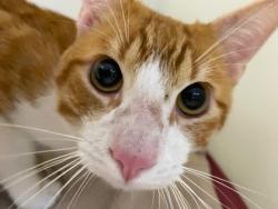 Shelter Stray Male Cat last seen Near King Place, Vero Beach, FL, 6230 77th St, Vero Beach, FL 32967, USA