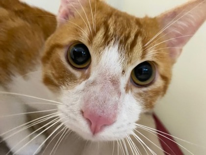 Shelter Stray Male Cat last seen Near King Place, Vero Beach, FL, 6230 77th St, Vero Beach, FL 32967, USA
