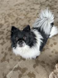 Shelter Stray Male Dog last seen Near French Broad Ln, Knox County GP, TN, 3201 Division St, Knoxville, TN 37919, USA