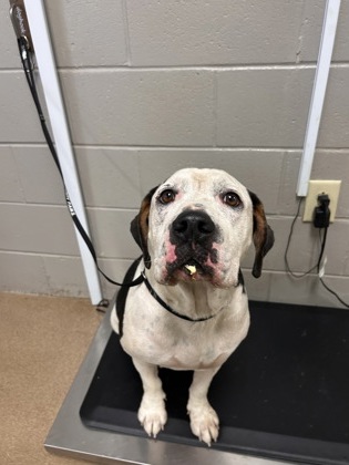 Shelter Stray Male Dog last seen Near Waccamaw Trail, 29621, Anderson County, SC, 1320 US-29, Anderson, SC 29626, USA