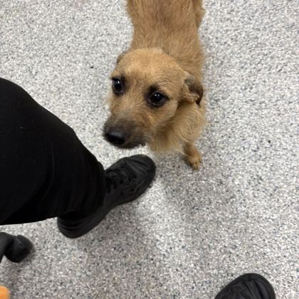 Shelter Stray Female Dog last seen Lyons Crossing off Wallace Rd, Knox County GP, TN, 3201 Division St, Knoxville, TN 37919, USA