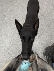 Shelter Stray Female Dog last seen Parkwest Medical Center, Knox County GP, TN, 3201 Division St, Knoxville, TN 37919, USA