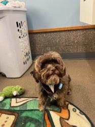 Shelter Stray Female Dog last seen Fern Rd and Powder House, Benton County, OR, 398 SW Twin Oaks Cir, Corvallis, OR 97333, USA
