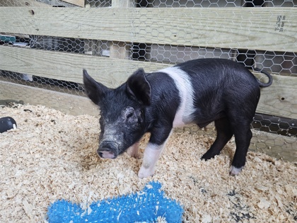 Shelter Stray Male Pig last seen Near 42nd Ave, Town / Village of Lake Hallie, WI, 3900 Old Town Hall Rd, Eau Claire, WI 54701, USA