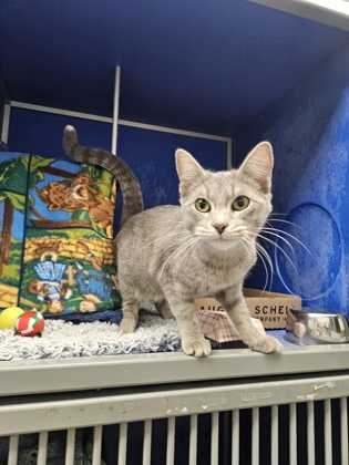 Shelter Stray Female Cat last seen Near Craig Rd, City of Eau Claire, WI, 3900 Old Town Hall Rd, Eau Claire, WI 54701, USA
