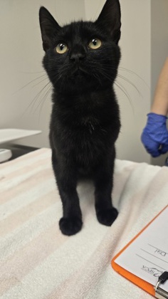 Shelter Stray Male Cat last seen FLORIN RD @ POWER INN, Sacramento County, CA, 6201 Florin Perkins Rd, Sacramento, CA 95828, USA