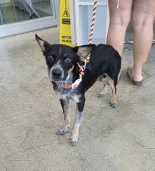 Shelter Stray Female Dog last seen , , TX, 355 Hillshire Dr, Haslet, TX 76052, USA