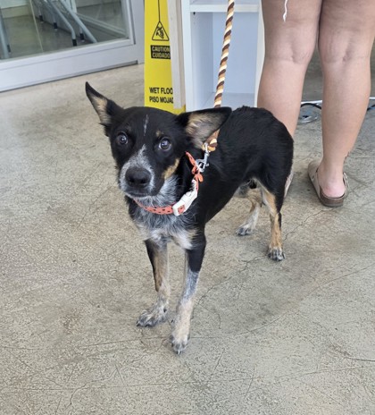 Shelter Stray Female Dog last seen , , TX, 355 Hillshire Dr, Haslet, TX 76052, USA