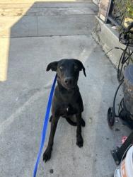 Shelter Stray Male Dog last seen Near Ash Crescent St, Central District, TX, 355 Hillshire Dr, Haslet, TX 76052, USA