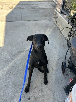 Shelter Stray Male Dog last seen Near Ash Crescent St, Central District, TX, 355 Hillshire Dr, Haslet, TX 76052, USA