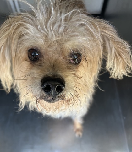 Shelter Stray Male Dog last seen Near FOX SPRINGS DR, North District,, 355 Hillshire Dr, Haslet, TX 76052, USA