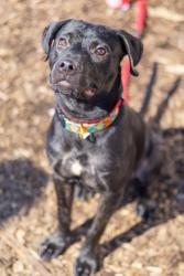 Shelter Stray Male Dog last seen River Rd/Krista Ln, 30034, GA, 3280 Chamblee Dunwoody Rd, Chamblee, GA 30341, USA