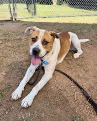 Shelter Stray Male Dog last seen Near Stone Mountain Hwy, Stone Mountain, GA 30087, 30087, GA, 3280 Chamblee Dunwoody Rd, Chamblee, GA 30341, USA