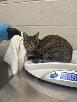 Shelter Stray Female Cat last seen Alexandria, VA, 22309, Woodhue Pl, Fairfax County, VA, 4500 West Ox Rd, Fairfax, VA 22030, USA