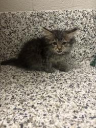 Shelter Stray Male Cat last seen Alexandria, VA, 22309, Woodhue Pl, Fairfax County, VA, 4500 West Ox Rd, Fairfax, VA 22030, USA