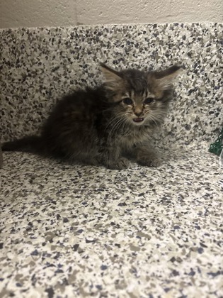 Shelter Stray Male Cat last seen Alexandria, VA, 22309, Woodhue Pl, Fairfax County, VA, 4500 West Ox Rd, Fairfax, VA 22030, USA