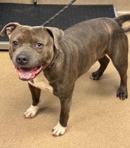 Shelter Stray Male Dog last seen Near Bates Ct NE Brookhaven, GA 30319, 30319, GA, 3280 Chamblee Dunwoody Rd, Chamblee, GA 30341, USA