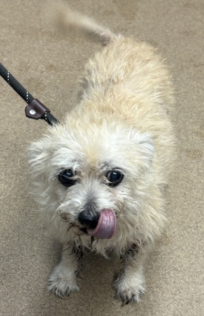 Shelter Stray Female Dog last seen Near Willowick Drive, Lithonia, GA, 30038, 30038, GA, 3280 Chamblee Dunwoody Rd, Chamblee, GA 30341, USA
