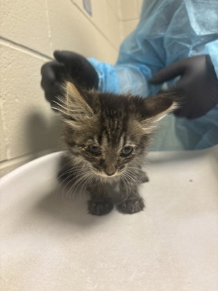 Shelter Stray Male Cat last seen Alexandria, VA, 22309, Woodhue Pl, Fairfax County, VA, 4500 West Ox Rd, Fairfax, VA 22030, USA