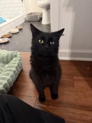 Shelter Stray Female Cat last seen Near Plaster Rd NE, Atlanta, GA 30345, 30345, GA, 3280 Chamblee Dunwoody Rd, Chamblee, GA 30341, USA