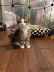 Shelter Stray Male Cat last seen Near Plaster Rd NE, Atlanta, GA 30345, 30345, GA, 3280 Chamblee Dunwoody Rd, Chamblee, GA 30341, USA
