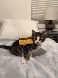 Shelter Stray Male Cat last seen Near Plaster Rd NE, Atlanta, GA 30345, 30345, GA, 3280 Chamblee Dunwoody Rd, Chamblee, GA 30341, USA