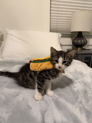 Shelter Stray Male Cat last seen Near Plaster Rd NE, Atlanta, GA 30345, 30345, GA, 3280 Chamblee Dunwoody Rd, Chamblee, GA 30341, USA