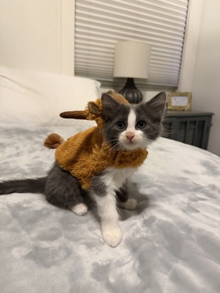 Shelter Stray Male Cat last seen Near Plaster Rd NE, Atlanta, GA 30345, 30345, GA, 3280 Chamblee Dunwoody Rd, Chamblee, GA 30341, USA