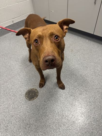 Shelter Stray Male Dog last seen Near Farmland Way, Sevier County ACO, TN, 1008 Old Knoxville Hwy, Sevierville, TN 37862, USA