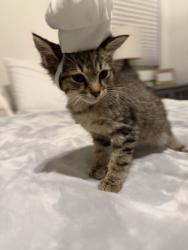 Shelter Stray Male Cat last seen Near Austin Dr Decatur, GA 30032, 30032, GA, 3280 Chamblee Dunwoody Rd, Chamblee, GA 30341, USA