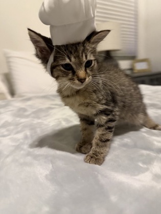 Shelter Stray Male Cat last seen Near Austin Dr Decatur, GA 30032, 30032, GA, 3280 Chamblee Dunwoody Rd, Chamblee, GA 30341, USA