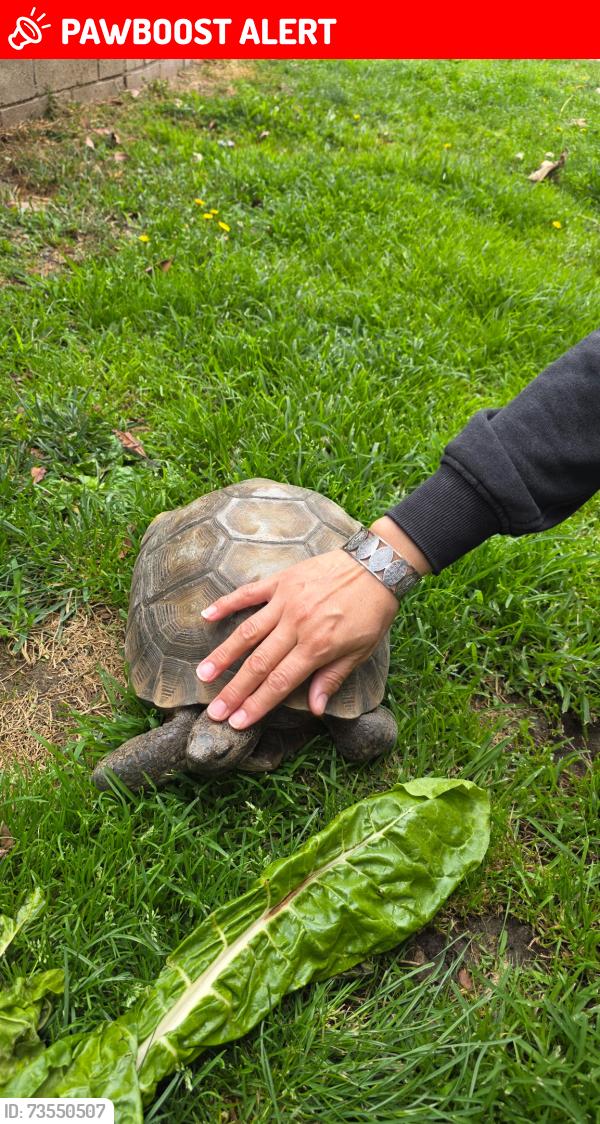 Lost Male Reptile last seen Wilson and Wardman Bullock, Rancho Cucamonga, CA 91739