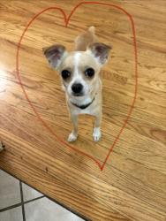 Reunited Male Dog last seen Fair Oaks blvd, crated at bus stop near apmt complex, Sacramento, CA 95825