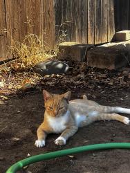 Found/Stray Male Cat last seen Oriole way antelope, sacramento, Antelope, CA 95843