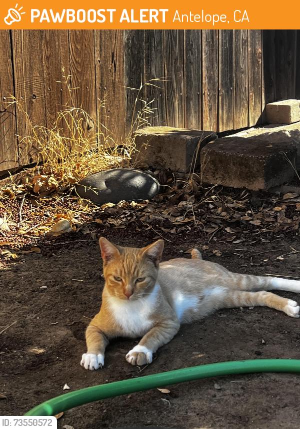 Found/Stray Male Cat last seen Oriole way antelope, sacramento, Antelope, CA 95843