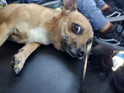 Lost Male Dog last seen Kingsway and southwood, El Paso County, TX 79835