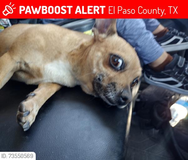 Lost Male Dog last seen Kingsway and southwood, El Paso County, TX 79835