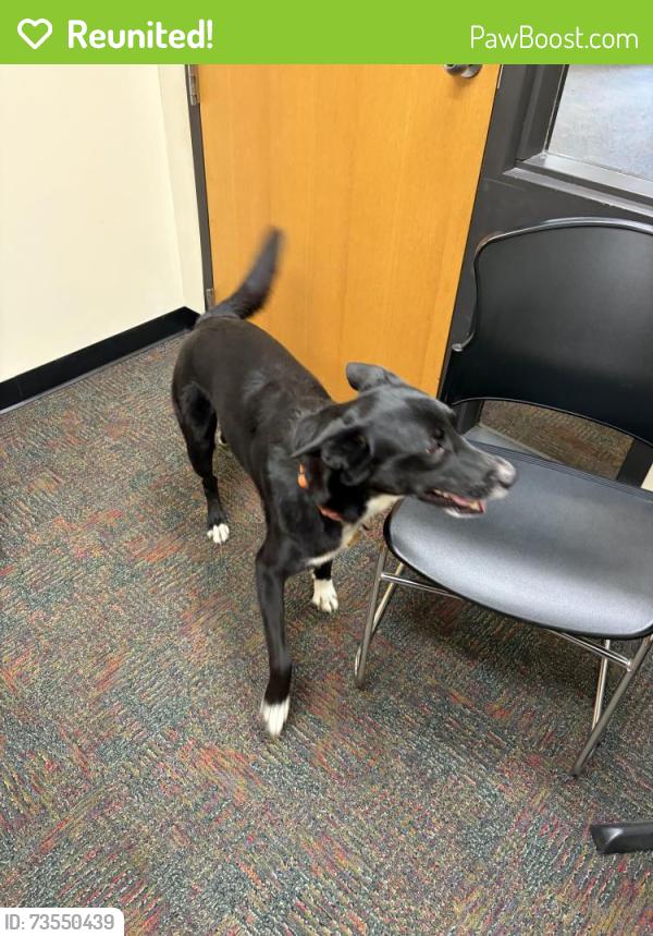Reunited Unknown Dog last seen Bordeaux library, Fayetteville, NC 28304