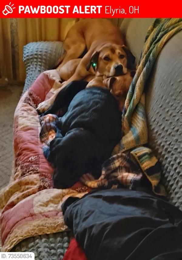 Lost Male Dog last seen Abbe rd, Elyria, OH 44035